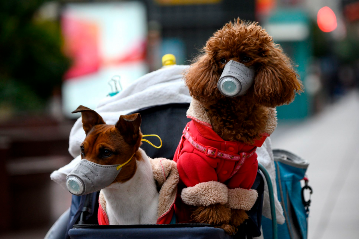 coronavirus mascotas