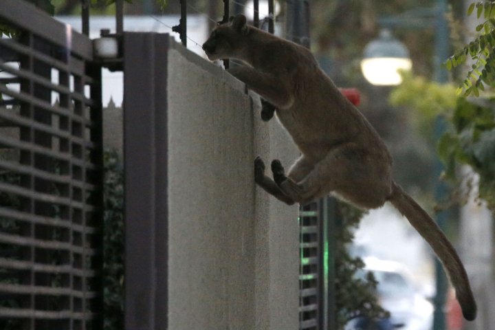 Puma en Santiago