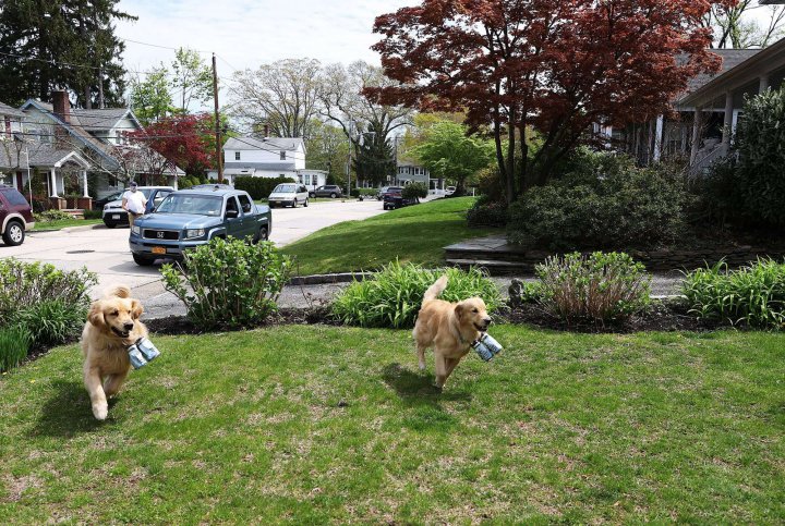 Dogs deliver beers