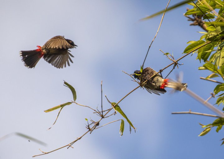 Birds