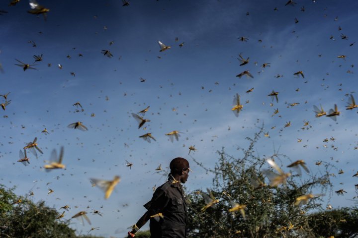Locusts