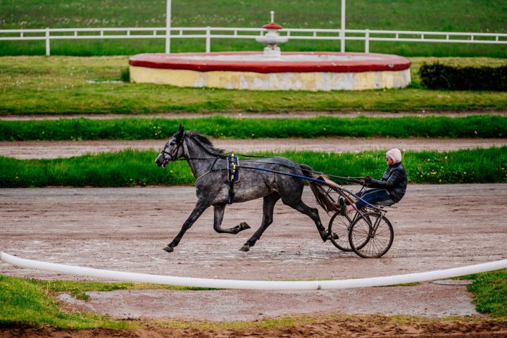 Russia horse