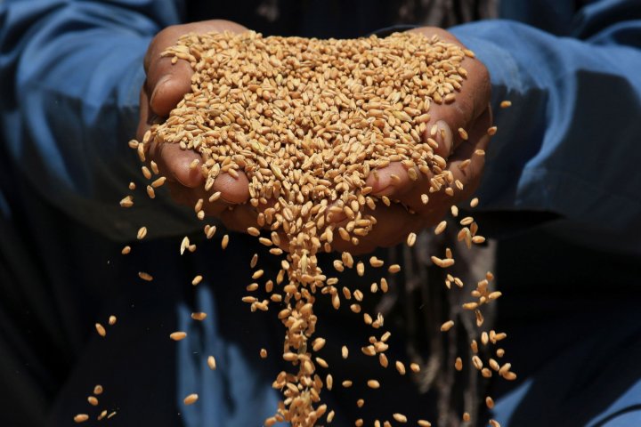 grain