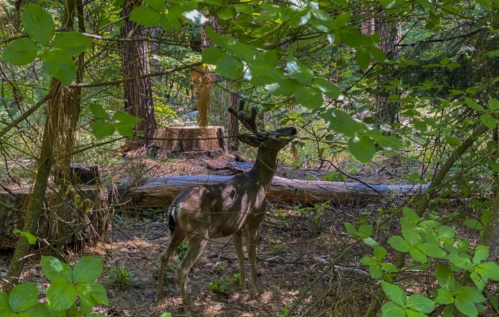 Deer