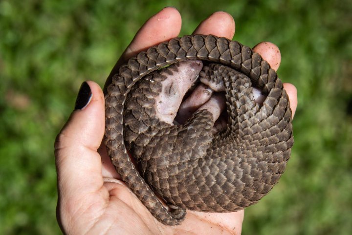 pangolin