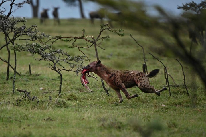 Kenya
