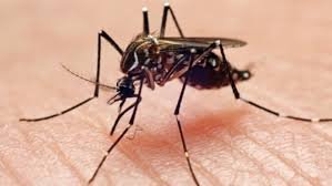 Dengue