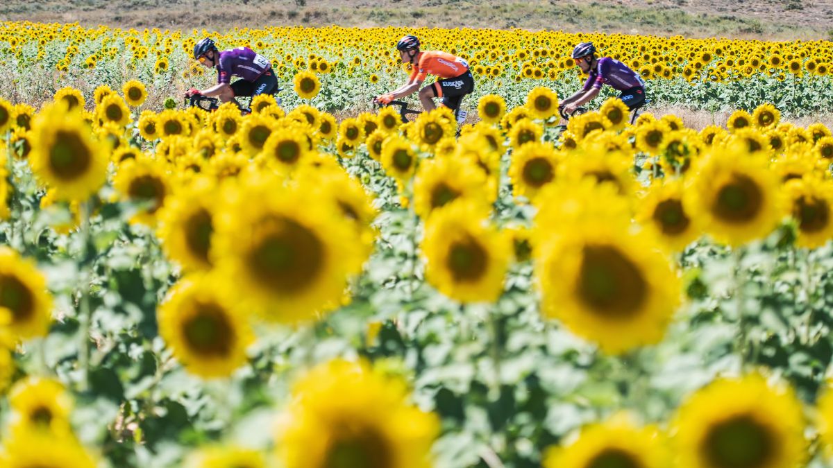 The-adventure-of-three-brave-among-sunflower-fields