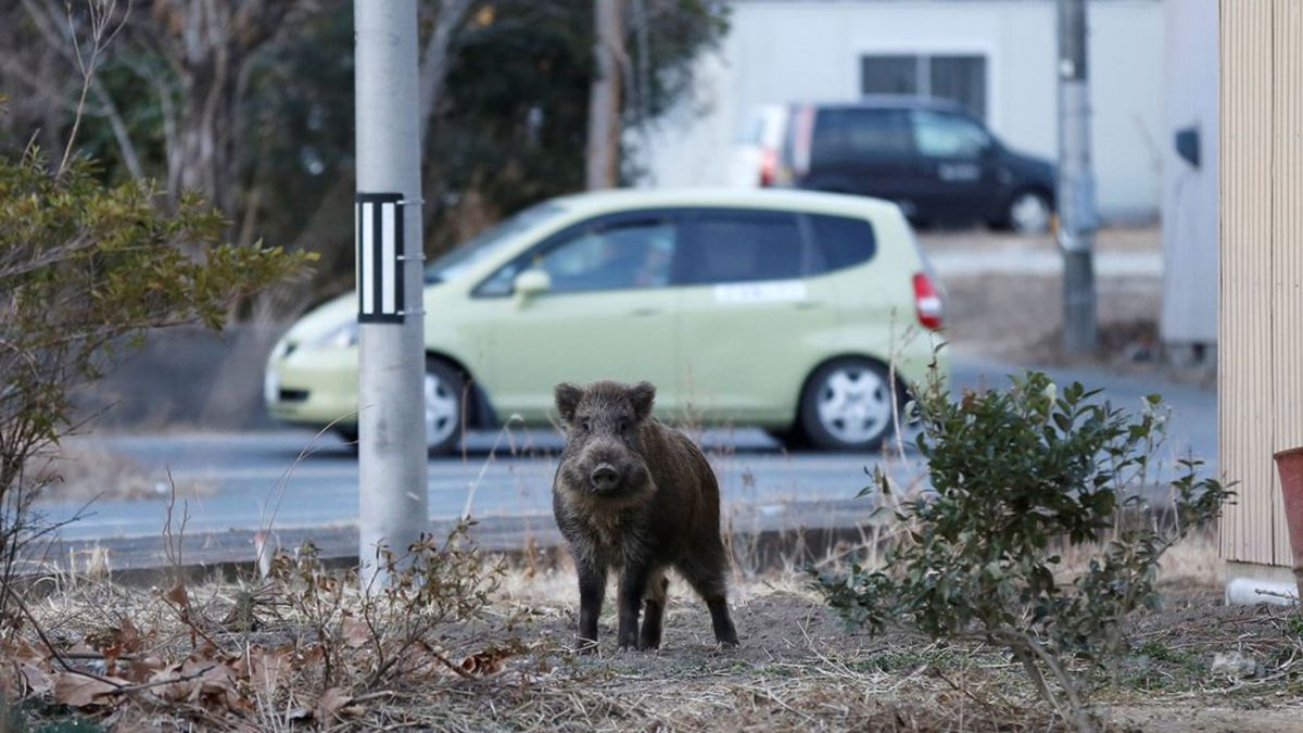 Descubren una nueva especie híbrida cerca de Fukushima