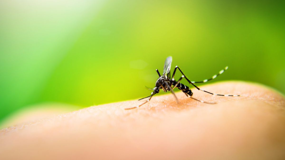 Picaduras de mosquitos en verano y la sangre dulce: ¿verdad o mito?