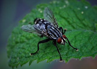 ¿Por qué hay más moscas en verano y cómo evitar que entren en casa?