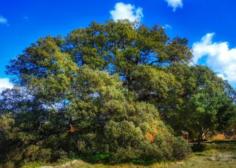 Carrasca de Lecina: cómo votar y cuándo se sabe si es 'Árbol de Europa 2021'