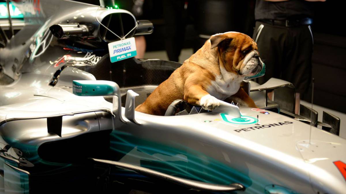 Hamilton S Dog Better Salary Than Norris At Mclaren
